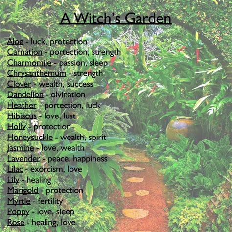 Lily garden center for witches